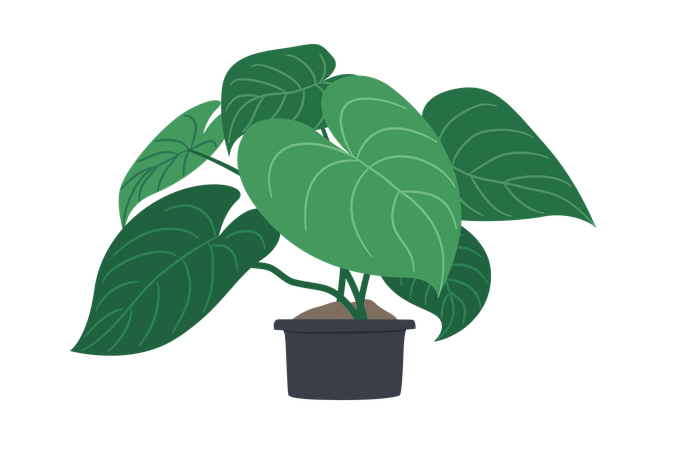 Philodendron mélanochryse  Illustration