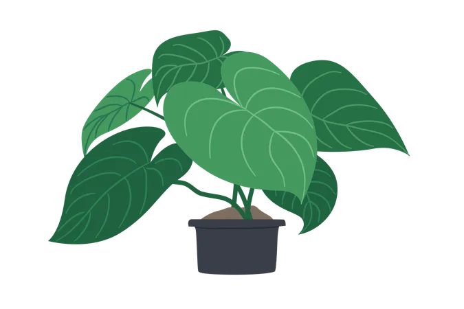 Philodendron mélanochryse  Illustration