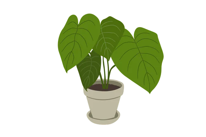 Philodendron mélanochryse  Illustration