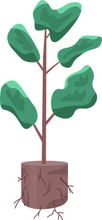 Plant for cultivating  Illustration