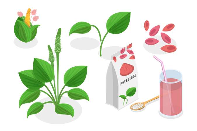 Planta de psyllium  Ilustração