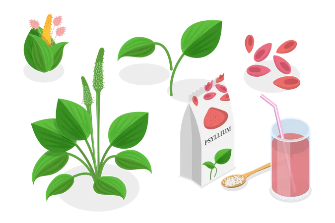 Planta de psyllium  Ilustração