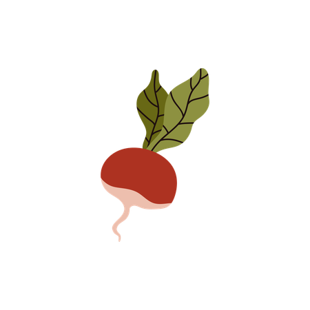 Vegetal de rabanete  Ilustração