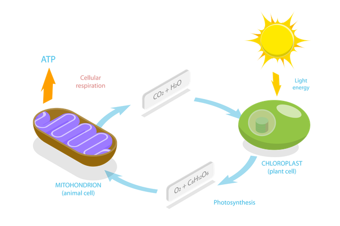 Respiración Celular, Energía Química Metabólica Ciclo ATP  Ilustración