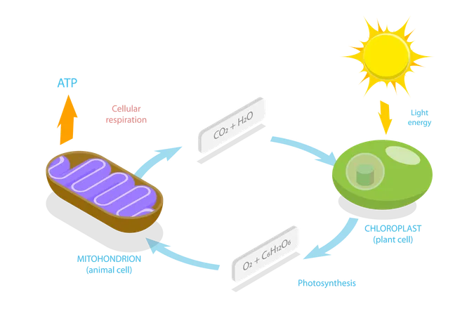 Respiración Celular, Energía Química Metabólica Ciclo ATP  Ilustración