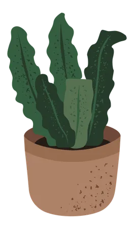 Snake Plant  Illustration