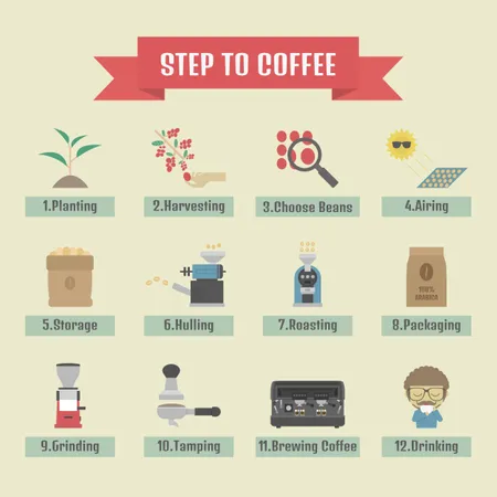 Step By Step, From Beans To Cup, Coffee Infographic  Illustration