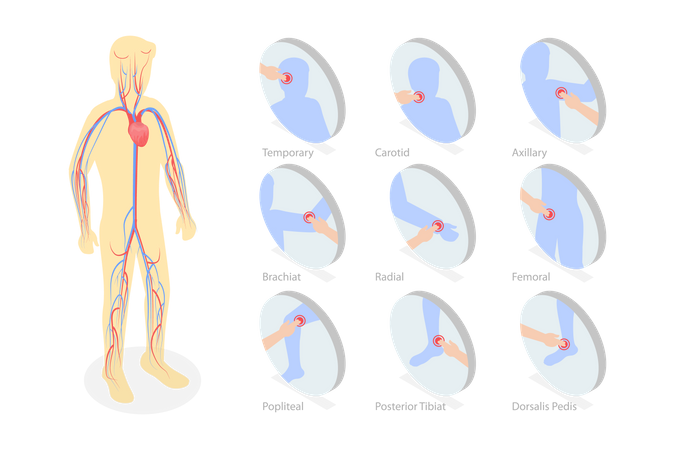 Système cardiovasculaire  Illustration