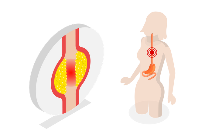 Système digestif humain  Illustration