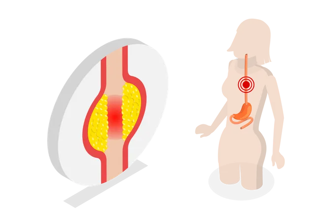 Système digestif humain  Illustration