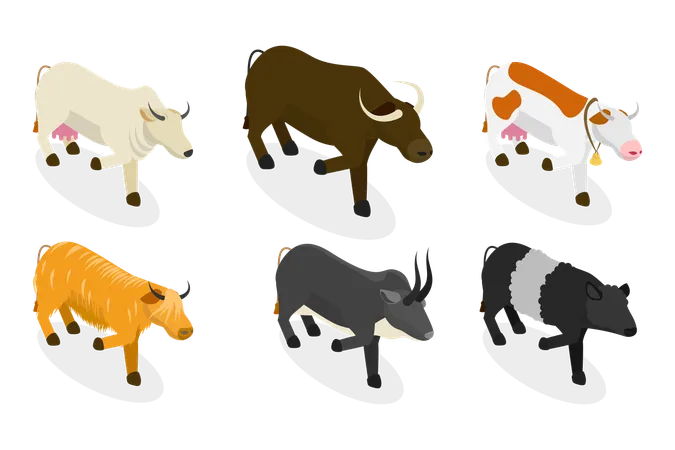 Taureaux et vaches  Illustration