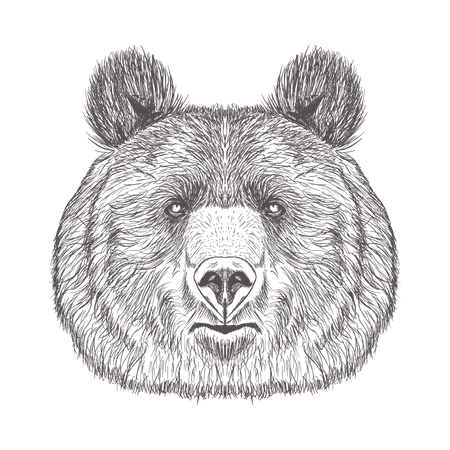 Tête d'ours  Illustration