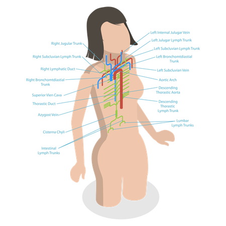 Thoracic Duct  Illustration