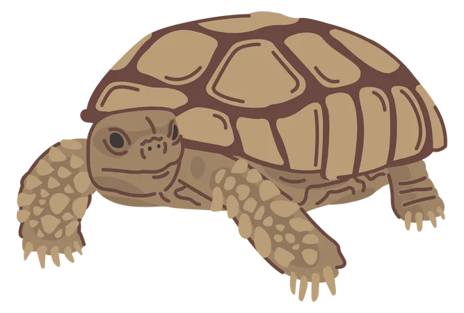 Tortoise  Illustration