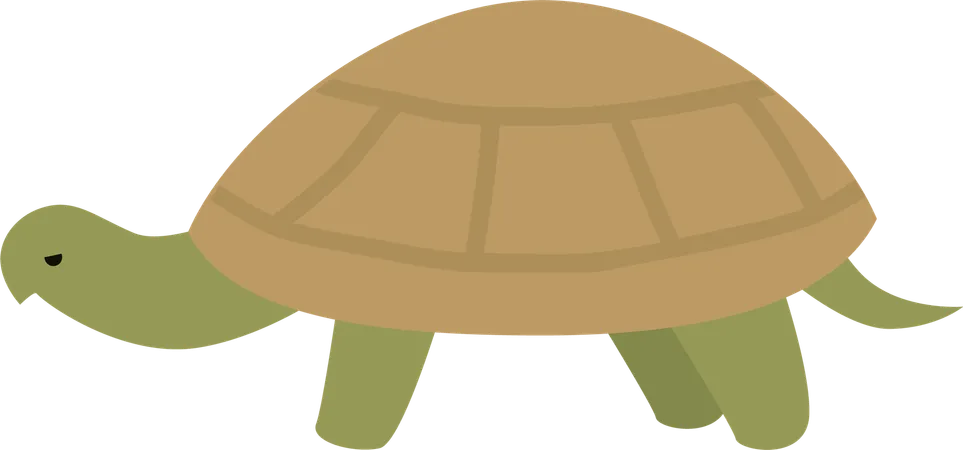 Turtle  Illustration