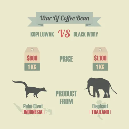 War Of Coffee Bean, Kopi Luwak VS Black Ivory, The Most Expensive Coffee In The World  Illustration