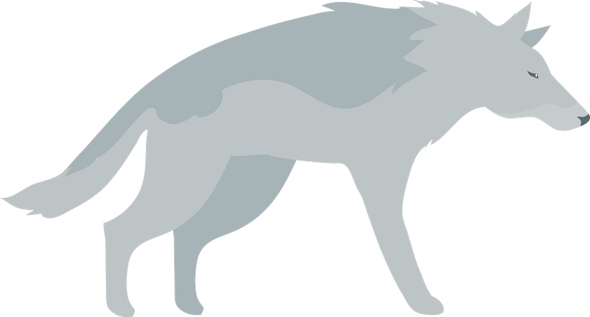 Wolf  Illustration