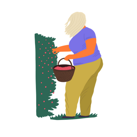 Woman gathering berries in bucket  Illustration