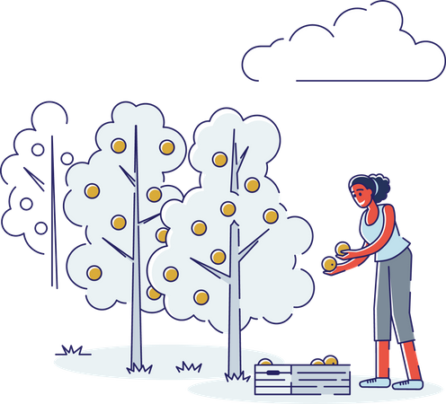 Woman Picking Oranges  イラスト