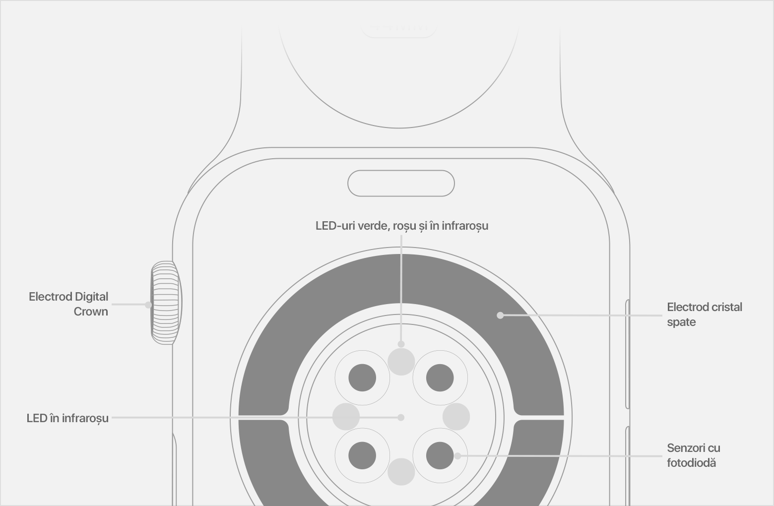 Diagramă a părții posterioare a unui dispozitiv Apple Watch cu etichetarea LED-urilor în infraroșu, a senzorilor cu fotodiode și a electrodului de cristal din spate.