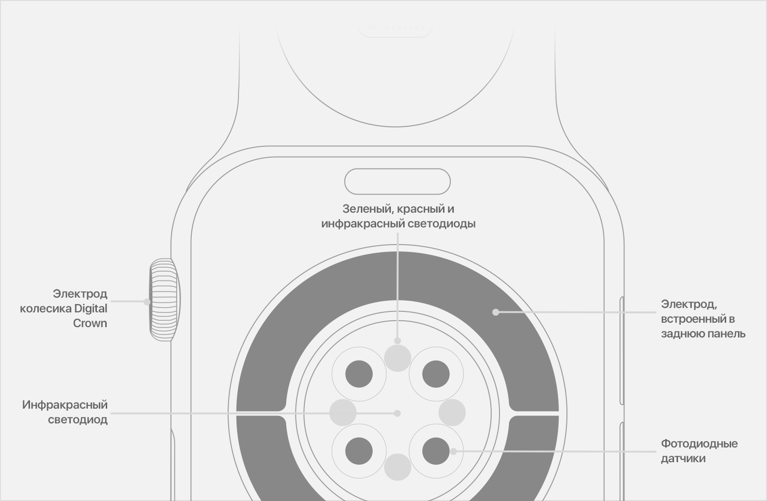 Схема задней панели Apple Watch с обозначением инфракрасных светодиодов, фотодиодных датчиков и электрода, встроенный в заднюю панель.