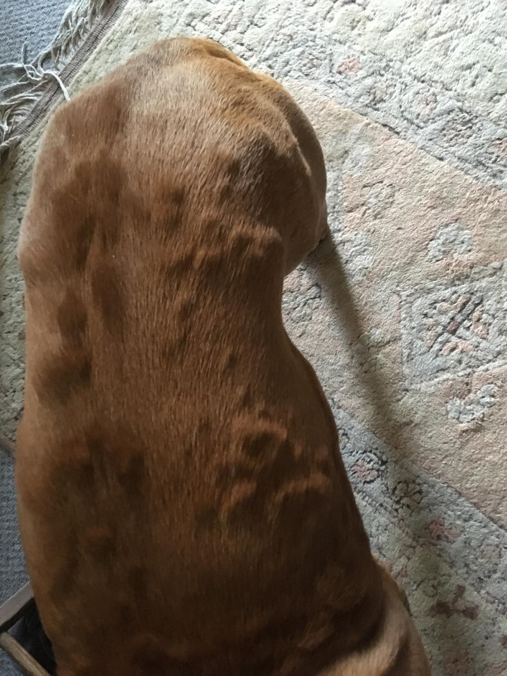 My 7 year old boxer has developed overnight multiple lumps of varying ...