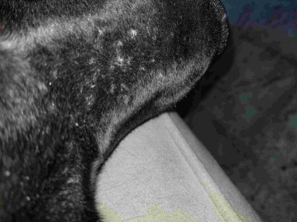 Why Does My Puppy Have Bumps On His Skin