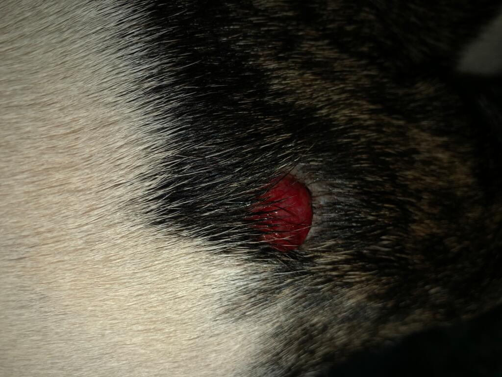 Bumps On Dogs Skin