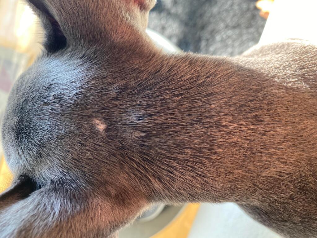 Skin Bumps On Dogs Back - vrogue.co