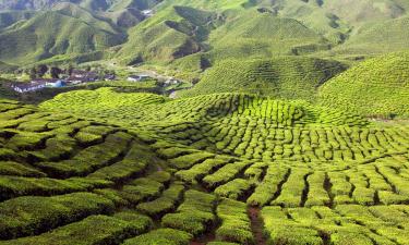 Stanze in case private a Cameron Highlands