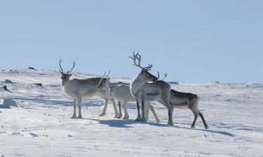 Planinske kuće u gradu 'Kilpisjärvi'