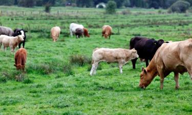 Majakesed sihtkohas Elmshorn