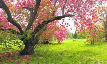 Mount Laurel şehrindeki evcil hayvan dostu oteller