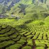 Hotel di Cameron Highlands