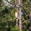 Strandhoteller i Cedar Key