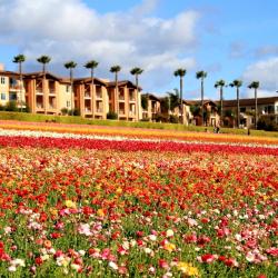 Carlsbad 82 hotel