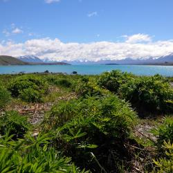 Lake Tekapo