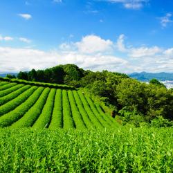 靜岡 3 間家庭旅館