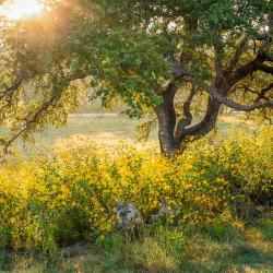 Bee Cave 1 готель