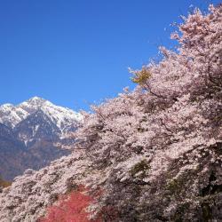 甲府 6 間家庭旅館