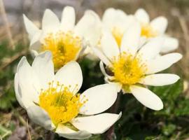 Mountain Aven Guest House, Bed & Breakfast in Doolin