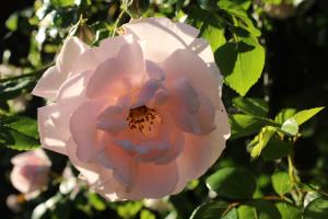 a close up of a pink rose with green leaves at Bed and Stay Amsterdam in Amsterdam