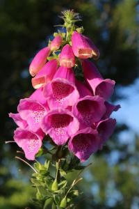 a pink flower with droplets of water on it at Bed and Stay Amsterdam in Amsterdam