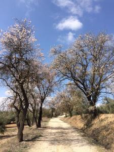 un camino de tierra con árboles a un lado. en Cortijo Ribero, en Cabra