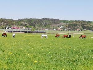 孔斯巴卡Stuga på Hammarbergs Gård的一群马在草地上放牧