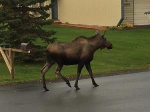 Animales en el bed and breakfast o alrededores