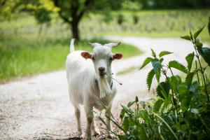 Animale la sau în apropiere de acest hotel