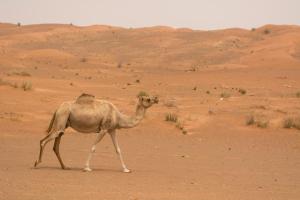 un cammello che cammina nel deserto di Al Faya Retreat by Sharjah Collection a Sharjah