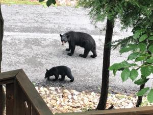 Animais na casa de temporada ou nos arredores