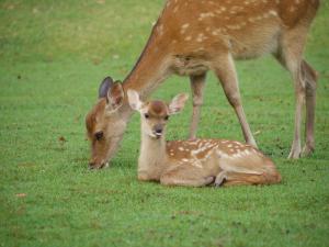 Eine Mutter Gazelle und ihr Baby sitzen im Gras in der Unterkunft Hotel New Wakasa in Nara